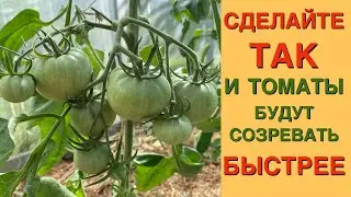 Этот простой прием позволяет ускорить СОЗРЕВАНИЕ ТОМАТОВ
