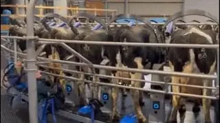 500 cows Rotary milking parlour in uk