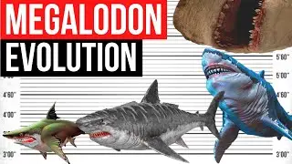 Megalodon Evolution 2003 - 2023 | Movies and Games | The Meg 2: The Trench