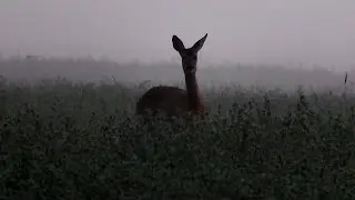 2.07.2016 - Stirna saullēkta miglā - Косуля в тумане на восходе - Roe Deer in early morning fog