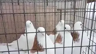 Желтогривые самцы Раиля г. Ижевск