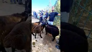 1млн 900 дан кузи кучкорлар!