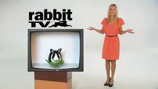 Rabbit TV!