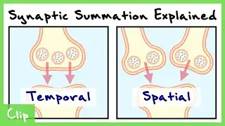 Temporal And Spatial Summation In Neurons Explained (With Passive Membrane Properties) | Clip