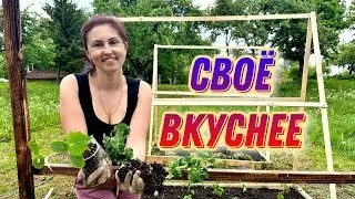 Учимся жить на хуторе. Наш огород 