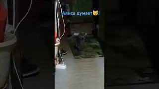 Алиса в выборе что делать? 😺