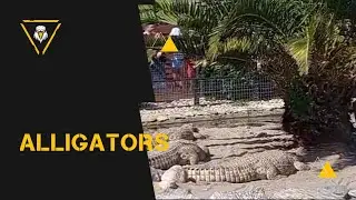 very hungry alligators #animsls #channel