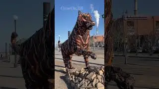 Тигр... 