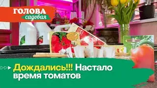 Голова садовая - Дождались!!! Настало время томатов