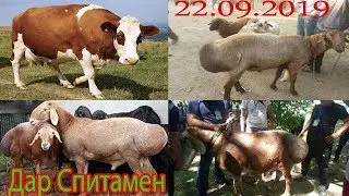 нархи гов ва гусфандҳо дар молбозори Спитамен (Нов)