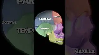 Skull Anatomy 101: Palatine, Mandible, Temporal, Parietal Bones