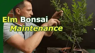 Elm Bonsai Beginners Guide (Pruning, Unwiring and Scar-care)