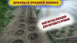 Посадка арбуза и дыни в открытый грунт.🍉Проще некуда🍉