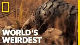 Pangolin | Worlds Weirdest