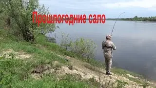 Лещ на Сало! Рыбалка на ОДНУ Донку на Оке в Июне 2024!
