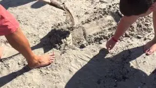 Jellyfish