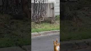 Cat & Squirrel