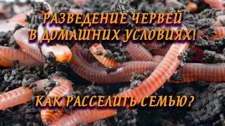 Разведение червей в домашних условиях! Вермикомостер.  Как расселить семью червей? Часть 3.