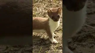 What Is The Difference Between Weasels And Stoats? 