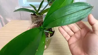 orchid resuscitation / after THIS, orchid roots and peduncle grew in 30 days