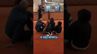 Чайки Научились Мяукать, Выпрашивая Еду