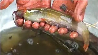 Best fishing old man catching fish in the canal♥catching fish by net♦