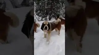 Куча питомцев.