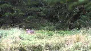 Six wolf pups playing