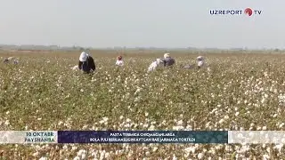 Paxta terimiga chiqmaganlarga bola puli berilmasligini aytgan rais jarimaga tortildi