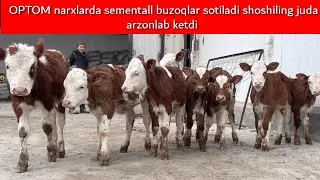 5 milliondan sementall buzoqlar arzon narxlarda +998943935200