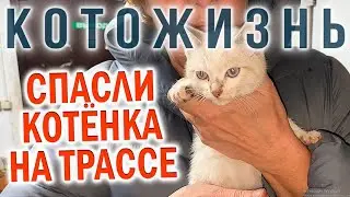 СПАСЛИ КОТЁНКА НА ТРАССЕ и другие истории😻КОТОЖИЗНЬ!