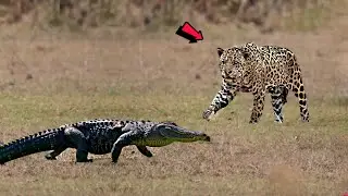 Это Нечто! Даже Крокодил Ссыт от Этой Кошки!