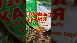 КЛУБНИКА! ЯГОДЫ БУДУТ КРУПНЫМИ И СЛАДКИМИ!