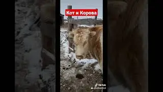 Кот и Корова