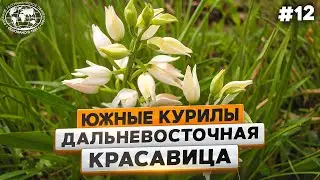 Южные Курилы: радиола розовая и пыльцеголовник| @Русское географическое общество