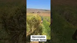 Yozgat -Mercimek Gübreleme