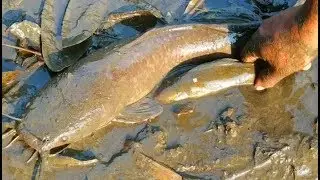 Amazing fishing smart boys catching catfish by hand in muddy water