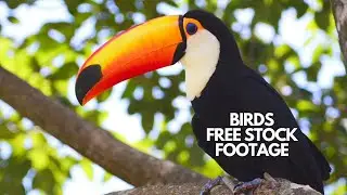 Breathtaking Birds in High-Quality Stock Footage: Download for Free [4K]