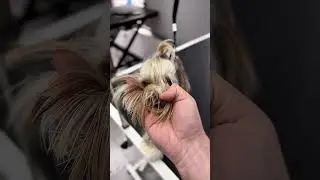 ЗЛОБНЫЙ ШПИЦ И ДОБРАЯ МЕТИСКА В ГРУМИНГ-САЛОНЕ 