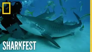 Tiger Sharks Superpowered Jaws | SharkFest | National Geographic