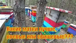 КАКИЕ МАТКИ ЛУЧШИЕ, РОЕВЫЕ ИЛИ ИСКУСТВЕННО ВЫВЕДЕННЫЕ, моё МНЕНИЕ