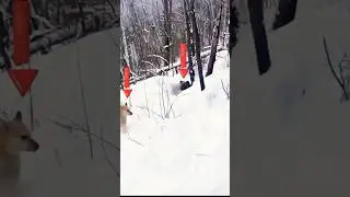 Black Bear Hides in Snow & Ambushes My Dog!