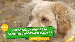 ¿Curso obligatorio para comprar o adoptar mascotas? - TvAgro por Juan Gonzalo Angel Restrepo