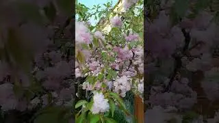 Красивенное Крымское цветение