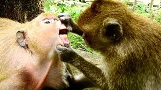 Hotnews !!! Deedee starting new MISSION on big monkey, DD tear Dana's mouth seriously why 1057