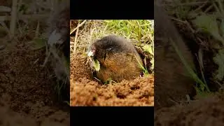 Обыкновенная слепушонка