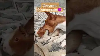 Фигушки, я плотоядная! Собака и морские свинки #собака #морскаясвинка #питомцы #приколысживотными