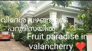 ടെറസിൽ വളർത്തുന്ന വിദേശ പഴങ്ങളുടെ പറുദീസ - Exotic fruits grow on terrece