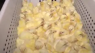 Крым. село Фрунзе сакский район  Госплемзавод им.Фрунзе