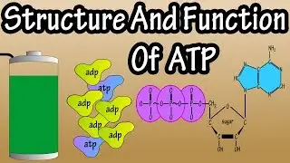 ATP - What Is Adenosine Triphosphate - What Is ATP - Function Of ATP - Structure Of ATP